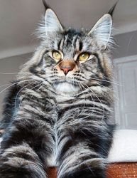 Maine Coon