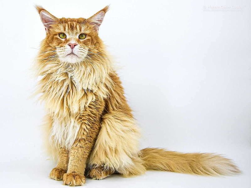 Maine Coon