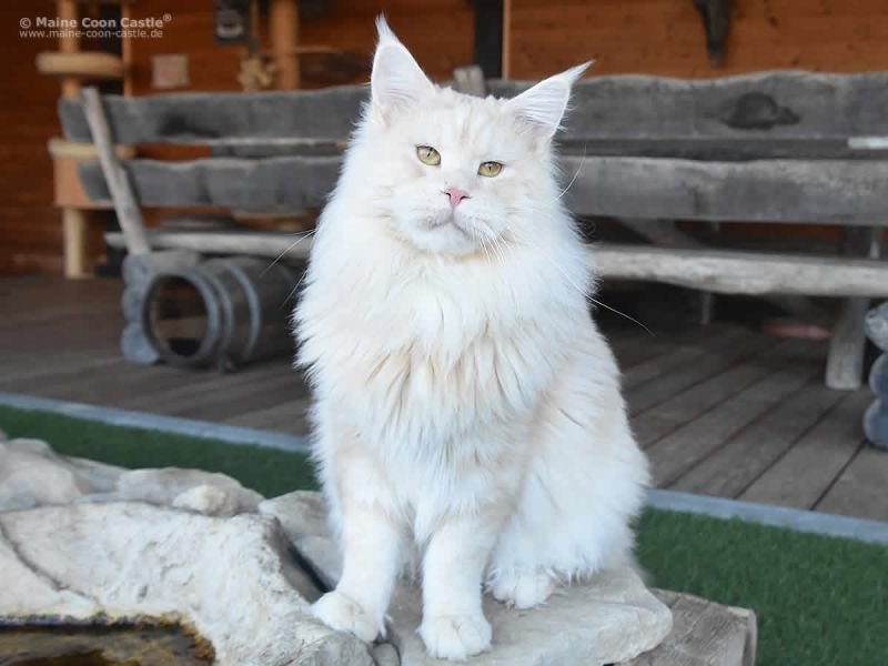 Maine Coon