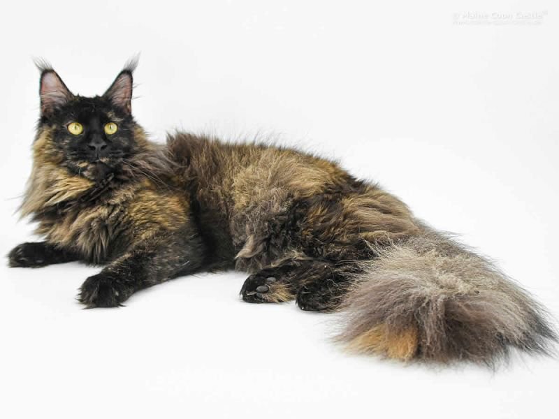 Maine Coon