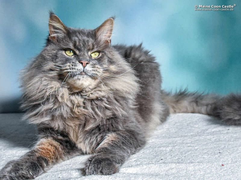 Maine Coon