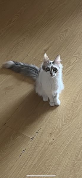 Türkisch Angora Katze