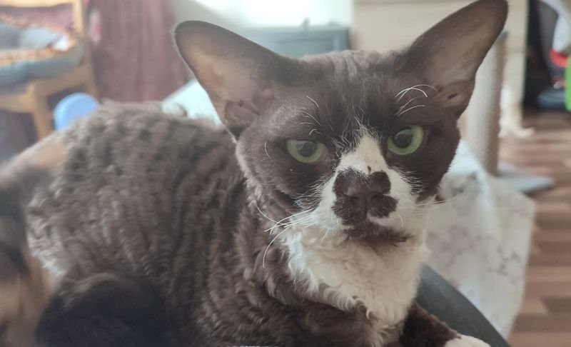Devon Rex