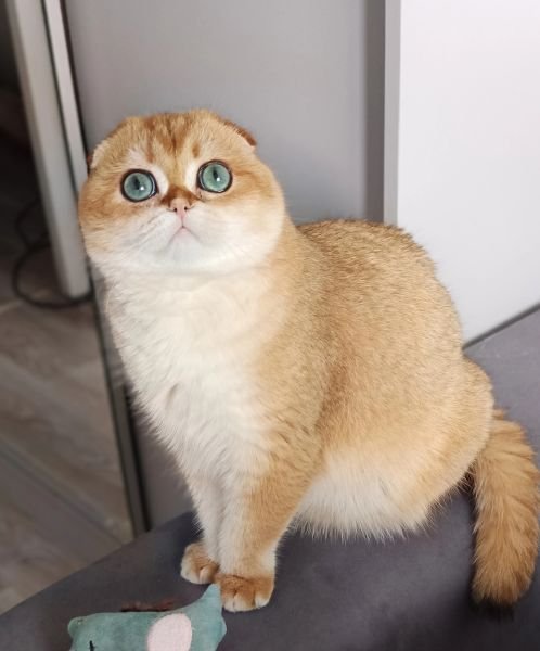 Marcel