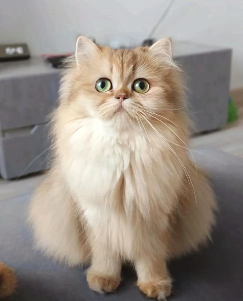 Diva