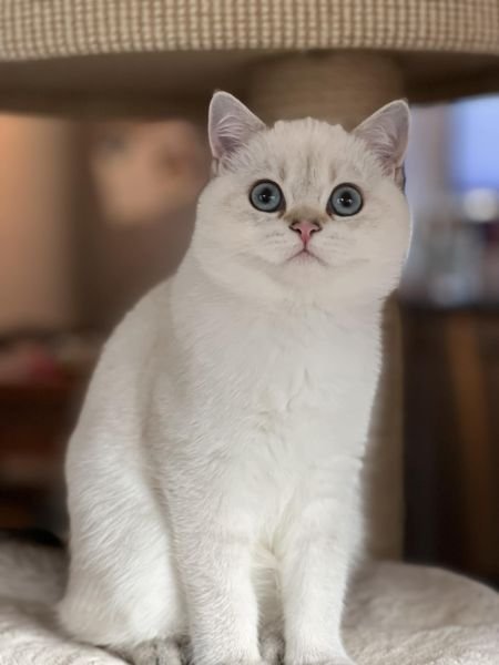 British Shorthair