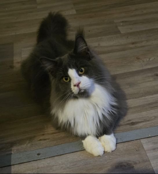 Zuri
