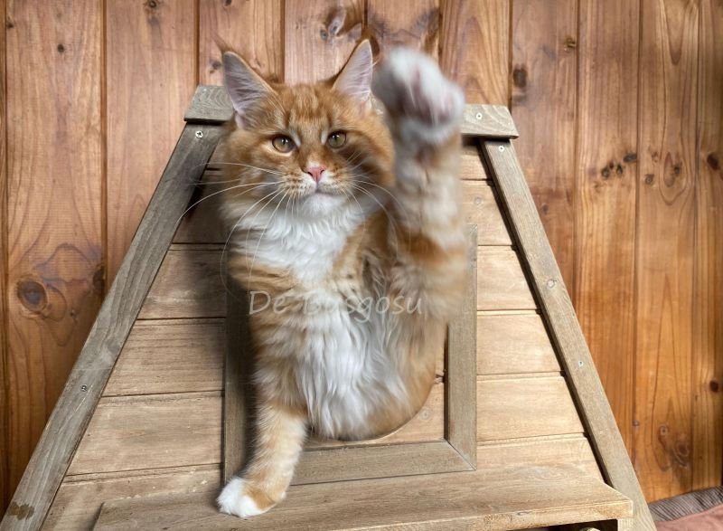 Maine Coon