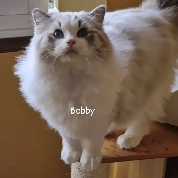 Bobby