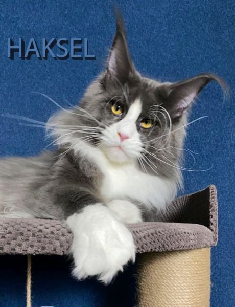 HAKSEL