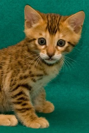 Bengalí