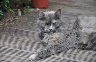 Maine Coon