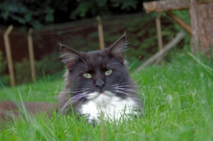 Maine Coon cat