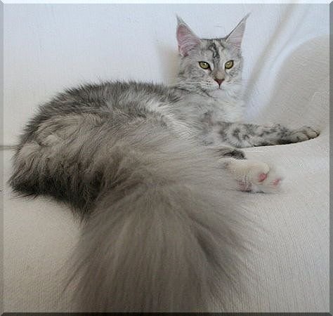 Maine Coon