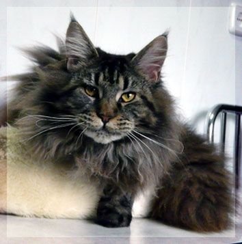 Maine Coon