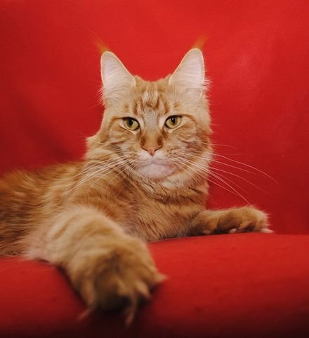 Maine Coon