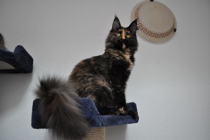 Maine Coon