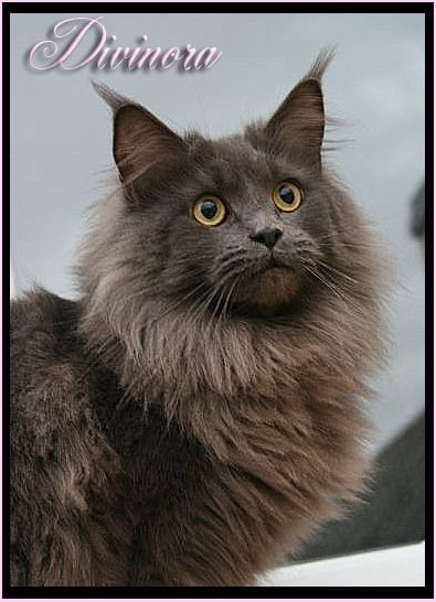 Maine Coon