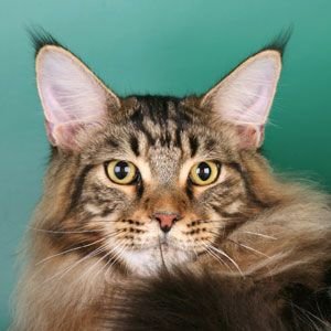 Maine Coon