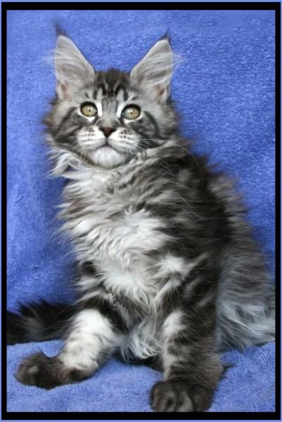 Maine Coon