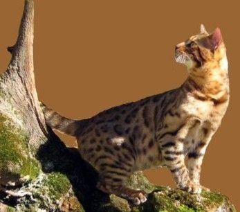 SHERE KHAN OF EL TRASGU
