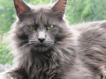 Maine Coon