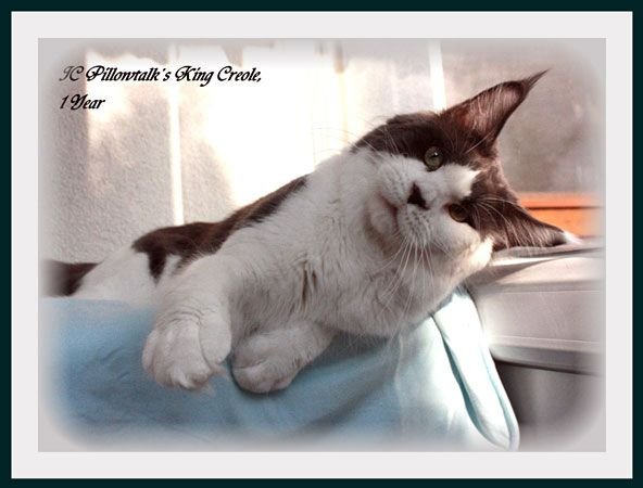 Maine Coon