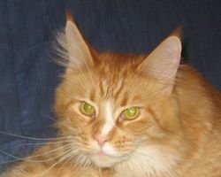 Maine Coon