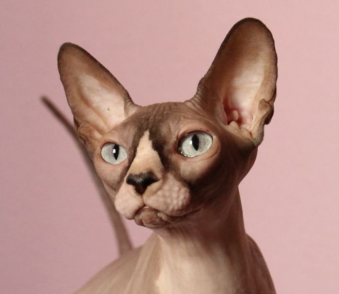 MAY-TAY of Butterflies Sphynx