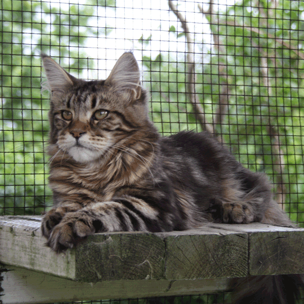 Maine Coon