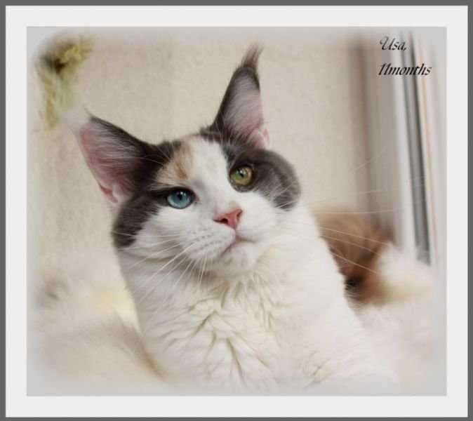 Maine Coon