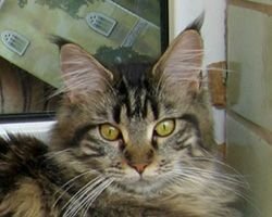Maine Coon