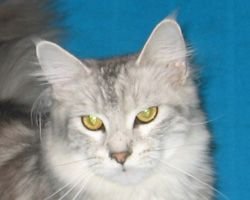 Maine Coon