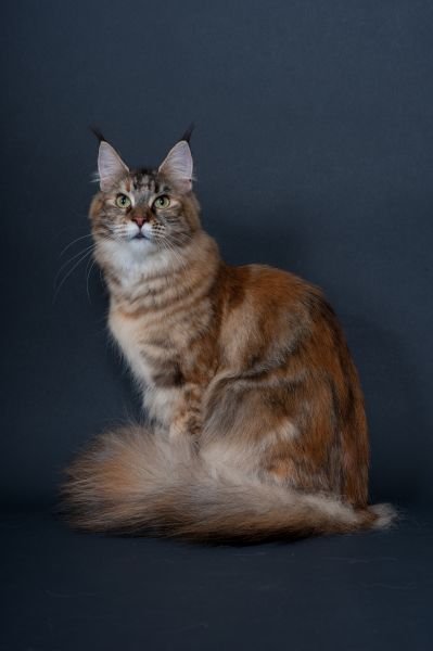 Maine Coon