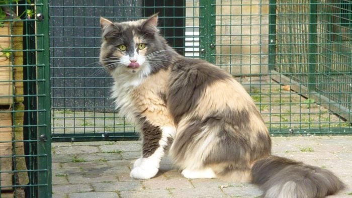 Gato Bosque de Noruega