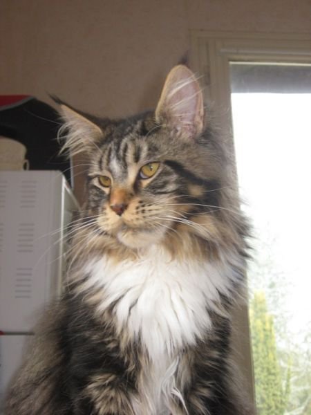 Maine Coon cat