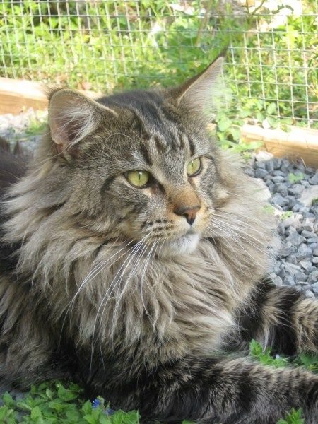 Maine Coon