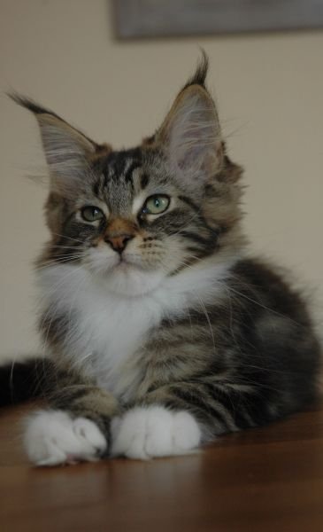 Maine Coon