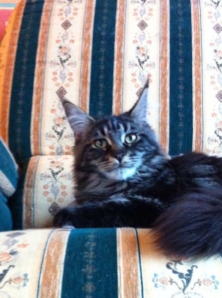 Maine Coon cat