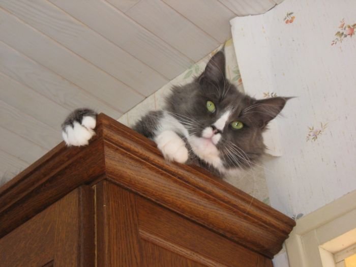 Maine Coon