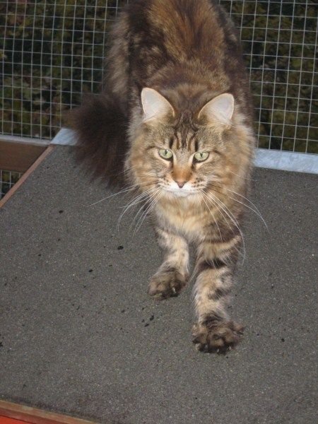 Maine Coon