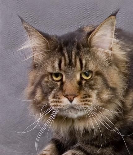 W.Ch.Ais Black Liger Cat