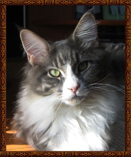 Issue SavageCoon