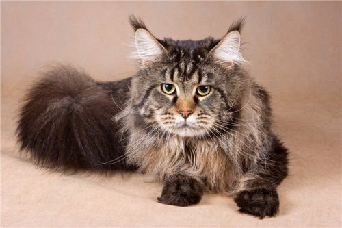 Maine Coon