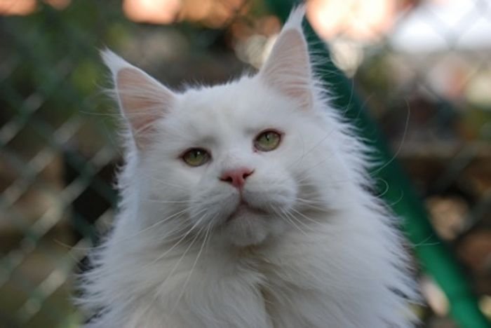 Maine Coon cat