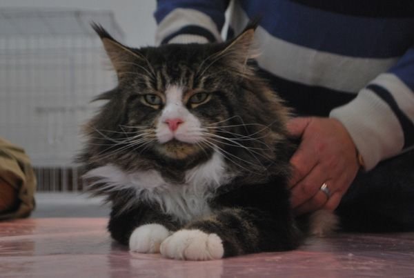 Maine Coon
