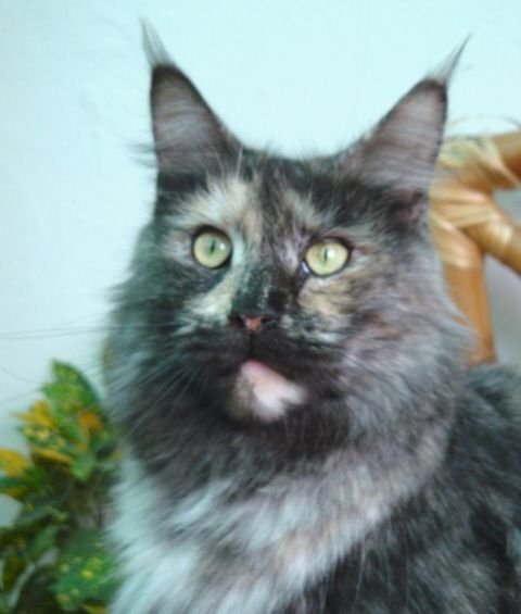 Maine Coon
