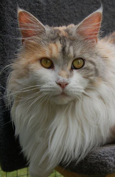 Maine Coon Katze