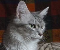 Maine Coon