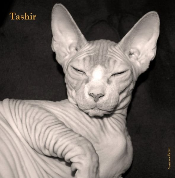 Gato Sphynx
